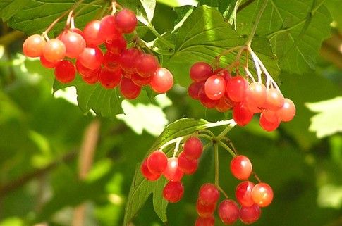 Viburnum parantaa myös jalkojen ihottumaa