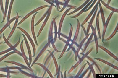 Fusaria - fusarium-sienen aiheuttajat