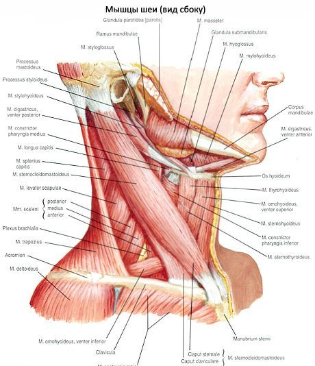 Rintojen klavoli-mastoidilihas (m. Sternocleidomastoideus)