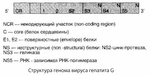 Hepatiitti G -virus (HGV)