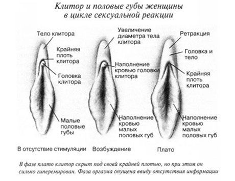 Klitoris yhdynnässä
