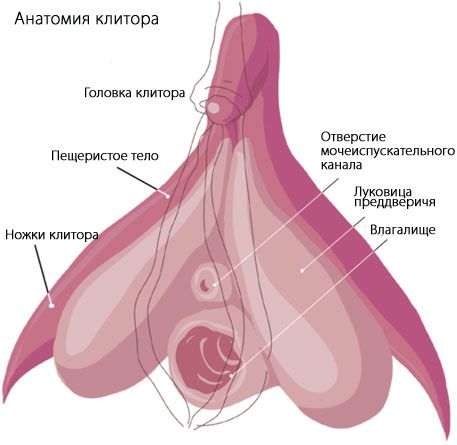 Klitoriksen anatomia