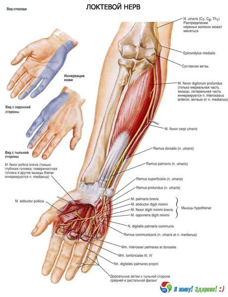 Ulnar hermo