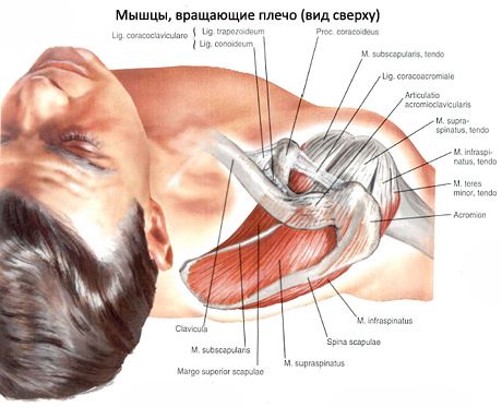 Supraspinatus- ja infrasinuslihakset