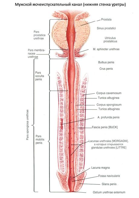 Mies virtsaputki, urospuolinen virtsaputki