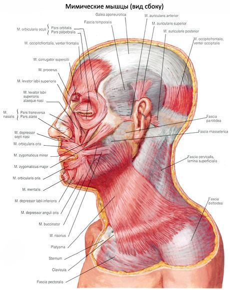 Auricle lihakset