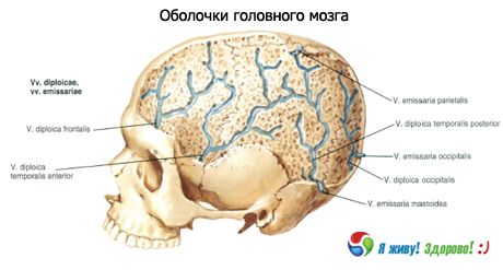 Aivojen aivokalvot