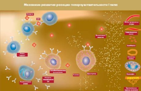 Löydetty proteiini, josta tulee uusi kohde diabeteksen hoidossa