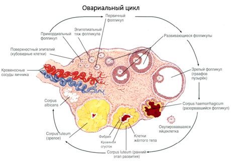 Oogeneesi. Kuukautiskierto