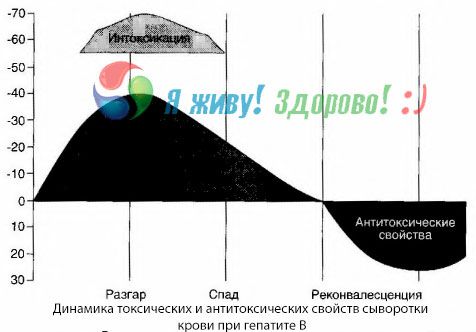 Hepatiitti B: n patogeneesi
