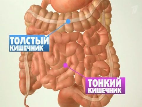 Ihmisen suolet