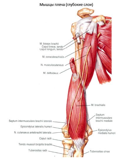 Sappima-humeralis-lihas (m.coracobrachialis)