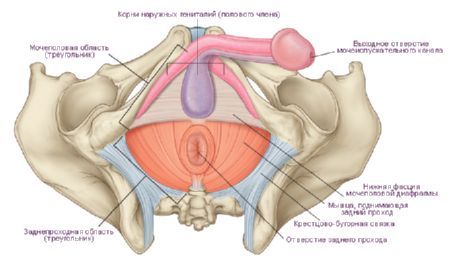 Perineum mies