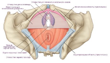 Perineum nainen