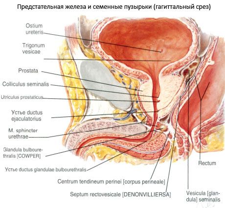 Eturauhassyöpä (prostata)