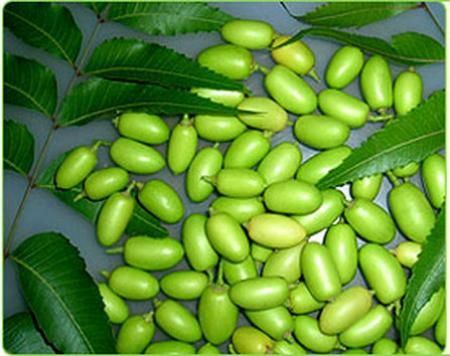 Neem-öljy
