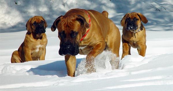 Etelä-Afrikan mastiffi tai boerboel