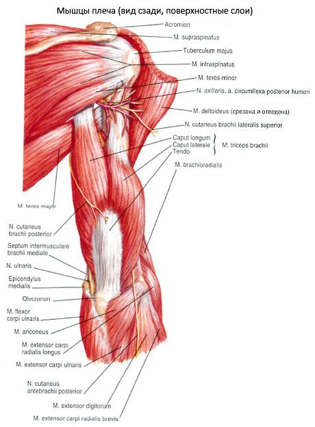 Ulnar lihakset