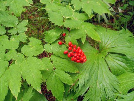 Punainen cohosh
