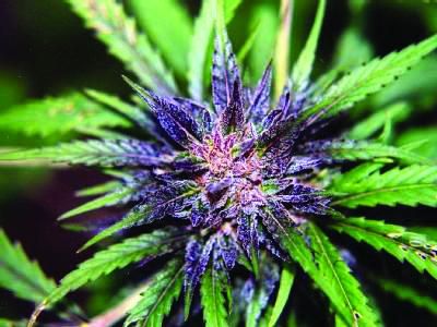 A variety of medicinal cannabis without narcotic effects has been developed